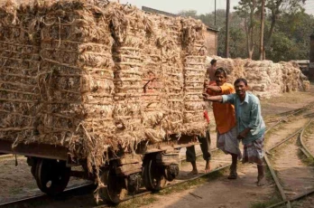 global jute supplier in Bangladesh