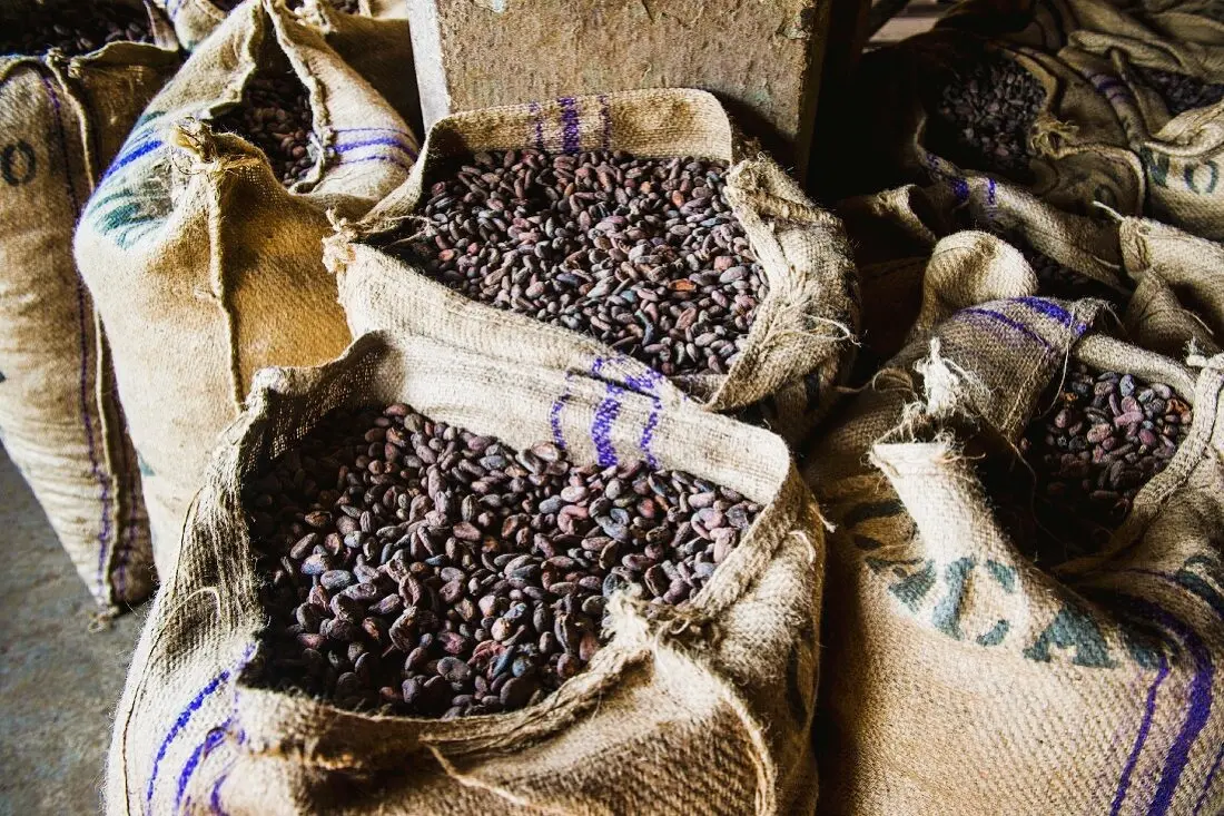 Jute sacks of cocoa beans at the cocoa plantation in Nigeria, Costa Rica, and Africa eco-friendly storage for cocoa bean export.