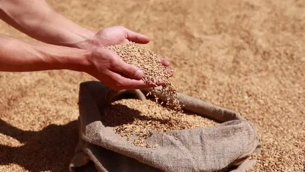 Eco-friendly jute sacks filled with wheat grains for storage and export – durable and sustainable packaging solution.